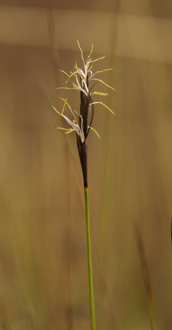 Lepidosperma carphoides